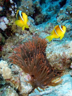 Fluorescent bubble anemone (Entacmaea quadricolor)