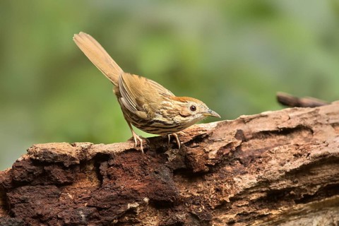 Puff-throated Babbler (Pellorneum ruficeps shanense), Yunnan, China