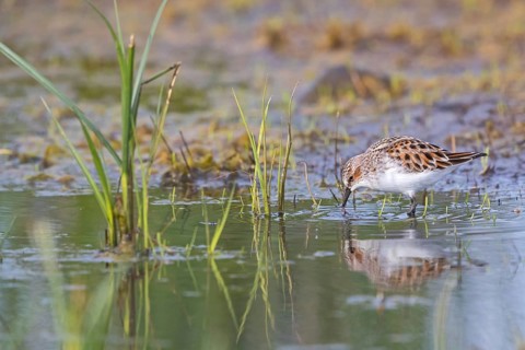 Little sandpiper, (Calidris minuta), foraging in the Lesbos biotope, Greece