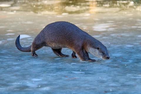 Otter crossing ice-covered surface, surrounded by blue, cold atmosphere, winter, Otter (Lutra