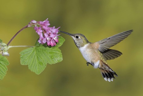 Rufous Hummingbird (Selasphorus rufus) female, British Columbia, Canada