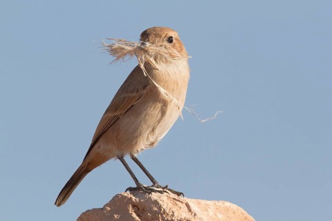 Red-rumped Wheatear (Oenanthe moesta) female with nesting material in its beak, Morocco