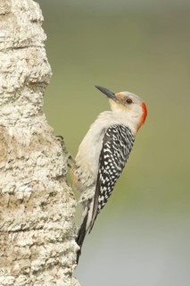 Red-bellied Woodpecker (Melanerpes carolinus) female climbing up tree, Florida, USA