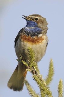 Bluethroat (Luscinia svecica cyanecula), Texel, Netherlands