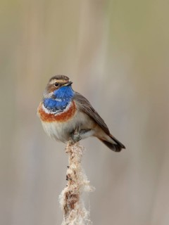 Bluethroat (Luscinia svecica cyanecula) male perched on cattail, Netherlands