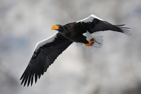 Steller's Sea Eagle (Haliaeetus pelagicus) flying, Hokkaido, Japan