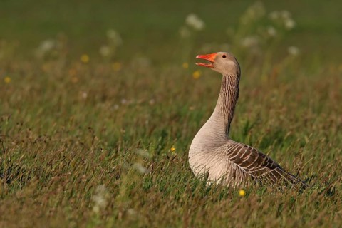 Greylag Goose (Anser anser), Germany