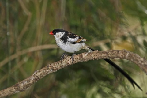 Pin-tailed Whydah (Vidua macroura) male, Western Cape, South Africa