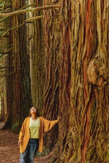 A woman in casual attire stands in awe beside towering redwood trees in a forest of the Great Ocean