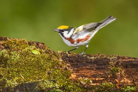 Chestnut-sided Warbler (Setophaga pensylvanica) male perched on an old mossy trunk, Texas, USA