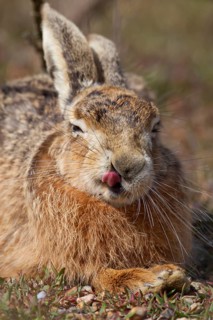 European brown hare (Lepus europaeus) adult animal sticking its tongue out resting in grassland,