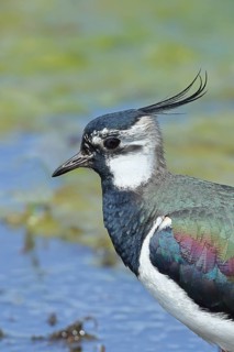 Lapwing (Vanellus vanellus), splendid plumage, animal portrait, wildlife, Lembruch, Ochsen Moor,