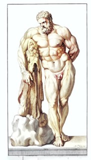 Front view of the Hercules statue in the Palazzo Farnese in Rome, anatomical view, muscular