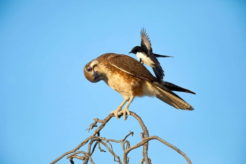 Brown Falcon (Falco berigora) perched on a branch, Queensland, Australia