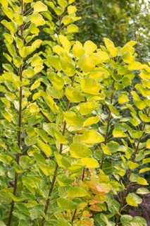 Yellow wig shrub (Cotinus coggygria GOLDEN SPIRIT), Weihenstephan Gardens, Germany