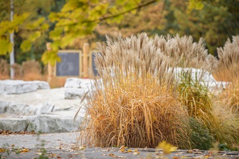 Chinese reed (Miscanthus sinensis 'Herman Müssel'),  Germany