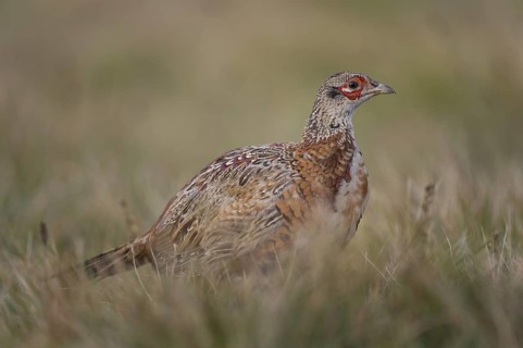 Common Pheasant (Phasianus colchicus) juvenile male, Poland