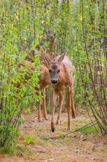A female roe deer (Capreolus capreolus), runs through a nettle thicket