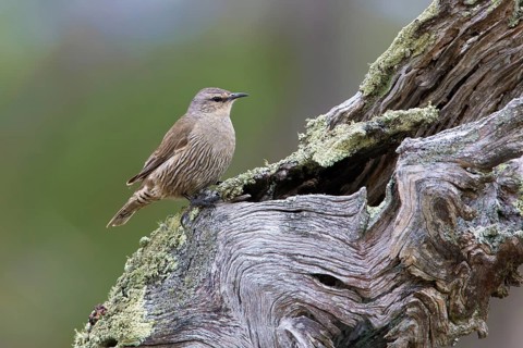 Brown Treecreeper (Climacteris picumnus), Victoria, Australia