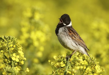 Common Reed Bunting (Emberiza schoeniclus) male singing, Mecklenburg-Western Pomerania, Germany
