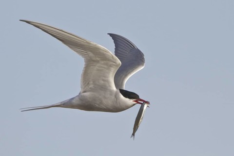 Arctic Tern (Sterna paradisaea) flying, Manitoba, Canada