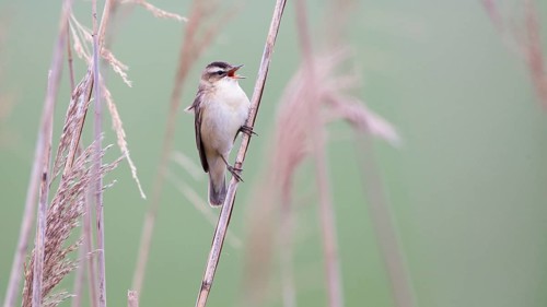 Sedge Warbler (Acrocephalus schoenobaenus) singing, Lower Saxony, Germany