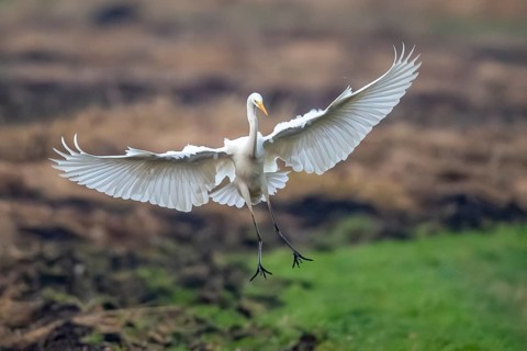 Great White Egret (Ardea alba, syn.: Casmerodius albus, Egretta alba), Dümmer, Lembruch, Lower