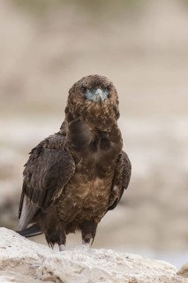 Bateleur (Terathopius ecaudatus) juvenile, Northern Cape, South Africa