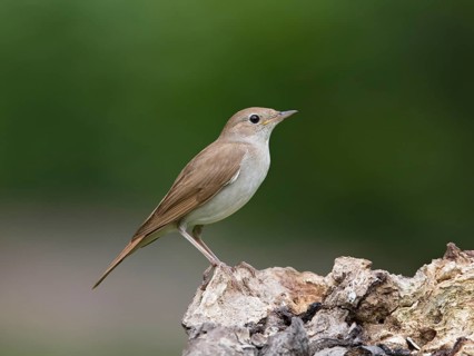 Common Nightingale (Luscinia megarhynchos), Bulgaria