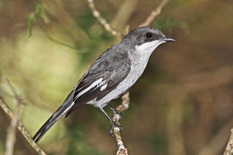 Fiscal Flycatcher (Melaenornis silens) Western Cape, South Africa