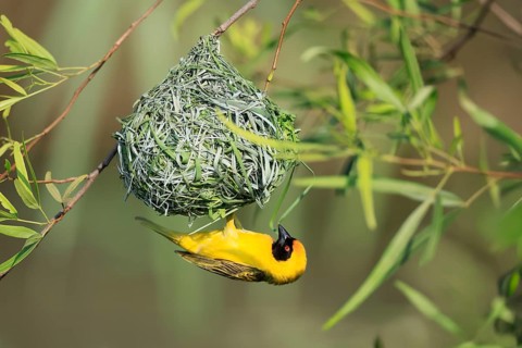 Masked weaver (Ploceus velatus), adult, male, at the nest, weaving, nest building, Pilanesberg