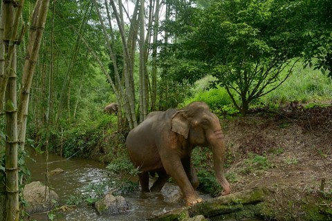 An Asian elephant wanders through a verdant jungle in Thailand, gracefully crossing a stream