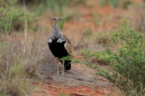 Red-crested Bustard (Lophotis ruficrista), adult, foraging, vigilant, Mokala National Park, South