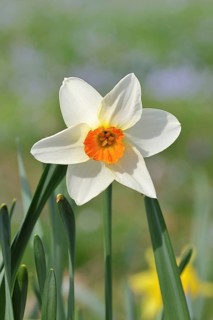 Large-crowned narcissus (Narcisuss), bicoloured flower, Wilnsdorf, North Rhine-Westphalia, Germany