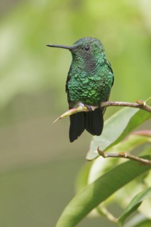 Steely-vented Hummingbird (Amazilia saucerrottei) perched on a branch in Costa Rica, Central