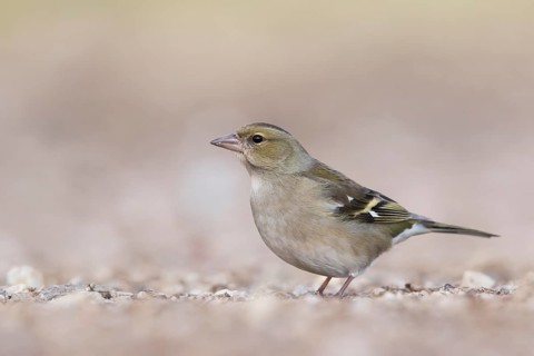 Chaffinch - Buchfink - Fringilla coelebs ssp. coelebs, Spain, female