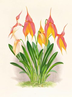Orchid, Masdevallia veitchiana, authentic reproduction of an illustration by Jean Jules Linden