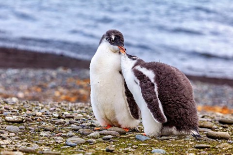 A penguin chick shows affection to an adult on a rocky beach, the water in the background, Gentoo