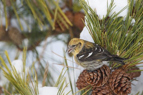 Two-barred Crossbill (Loxia leucoptera) female feeding on seeds of a pine cone, Massachusetts, USA