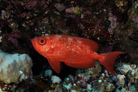 Reef bigeye perch (Priacanthus hamrur)