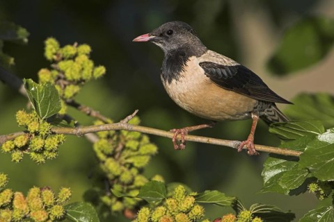 Rosy Starling (Pastor roseus), Greece