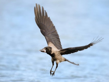 Hooded Crow (Corvus cornix) flying with prey in it beak, Mecklenburg-Western Pomerania, Germany