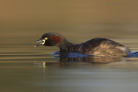 Australasian Grebe (Tachybaptus novaehollandiae), Victoria, Australia
