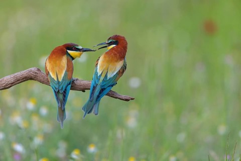 Bee-eater, (Merops apiaster), pair, perch, Tiszaalp-r, Kiskuns-gi National Park, B-cs-Kiskun,