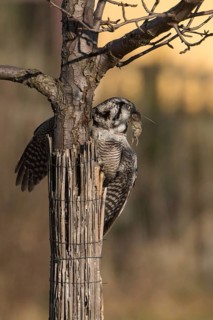 Northern Hawk-Owl (Surnia ulula), Saxony, Germany
