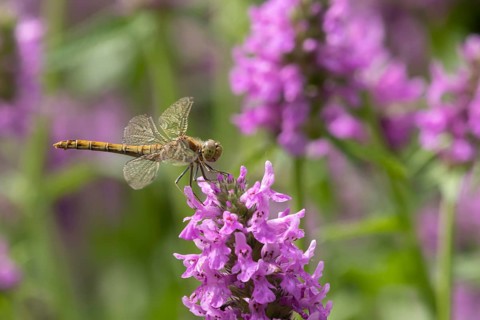 Common darter dragonfly (Sympetrum striolatum) adult female insect resting on a garden pink flower