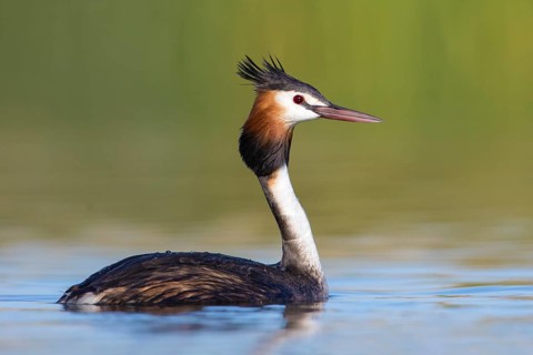 Australasian Crested Grebe (Podiceps cristatus australis), Victoria, Australia