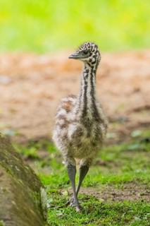 Emu (Dromaius novaehollandiae) youngsters on the ground, Bavaria, Germany