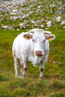 White up on a mountain pasture, Carnic Alps, Carinthia, Austria