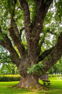 The Big Oak at Groß Schneen, Friedland (known as the 1000-year-old oak), Court Oak, Groß Schneen,